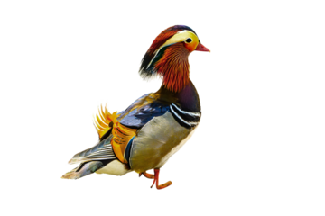 Mandarin Duck (Aix galericulata) Photo, Perched on a Transparent PNG Background