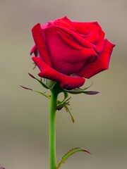 single red rose