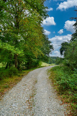 road in the forest