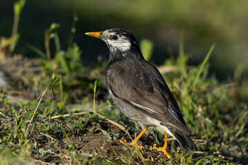 Obraz premium 振り返りながら遠ざかるムクドリ