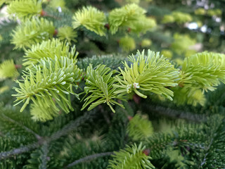 Fototapeta premium close up of a pine needles