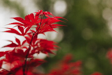 Red maple leaves, background, bokeh, design, nature, park, space, foliage, Asia, asian vibe, China, floral, macro
