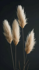 Pampas grass against a dark background