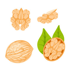 A set of images of a walnut, in the shell, walnut leaves, walnut kernel in a cute cartoon flat style.