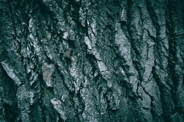 A close up of a Gray Poplar Cottonwood tree bark