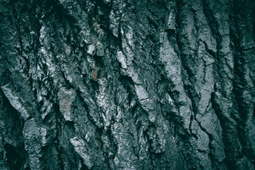 A close up of a Gray Poplar Cottonwood tree bark
