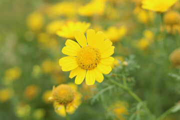 Yellow corn daisy (Glebionis segetum) flower blooms in nature. Close up. Top view. 