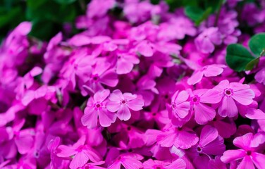 初夏の訪れを告げるシバザクラ