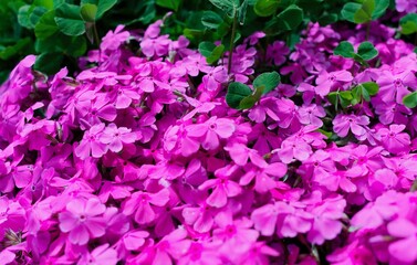 初夏の訪れを告げるシバザクラ