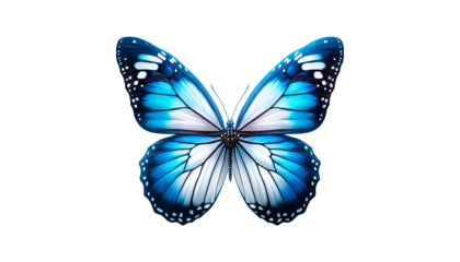butterfly isolated on white background

