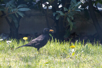 Black bird
Young black bird named “merlo”, with orange beak, in a garden.
