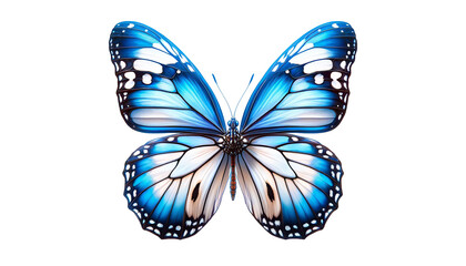 butterfly isolated on white background
