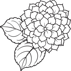 Hydrangea flower. Black and white illustration for coloring book.