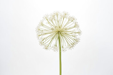 Ethereal White Flower Bloom