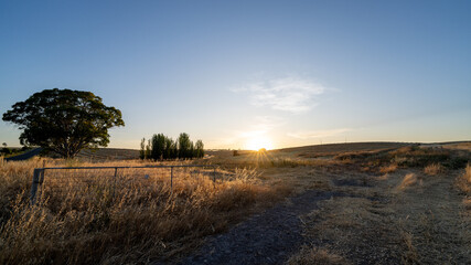 Sunset over a serene field in southern Australia, with a large tree and golden grasses bathed in warm light. The setting sun casts long shadows, creating a peaceful and picturesque rural landscape