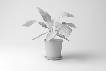 White leafy plant in a pot on white background in monochrome and minimalism. Illustration of the concept of home interior decoration, horticulture and gardening