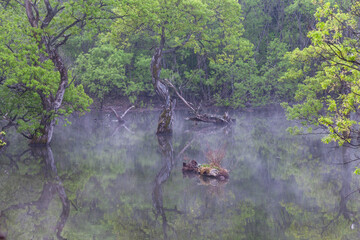 Reflections of the willow tree in the foggy forest reservoir where new green leaves sprout. Spring scenery of the main mountain area of Cheongsong County, North Gyeongsang Province.