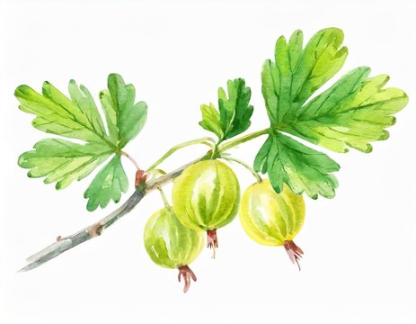 Gałązka agrestu ilustracja