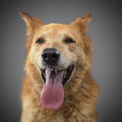 ginger funny dog - a symbol of 2018, stuck out his tongue and smiles, posing on grey background