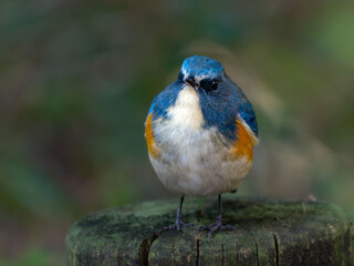 木陰の杭の上に留まっているルリビタキの雄