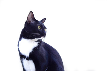 Selective focus, Cute black furry cat sits straight and staring at something on white background....