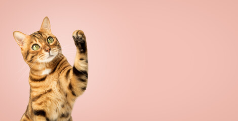 Cute Bengal cat on a pink background with a raised paw.