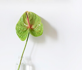 Colorful tropical green anthurium or flamingo flower on the white cherered pattern background. Top view. 