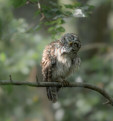 Barred owl preening