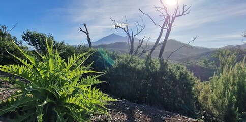 magnificent view overlooking tenerife island vegetaion on the top of volcano pico tel teide