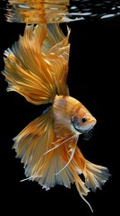Golden betta fish with flowing fins against black background