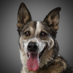 cute funny dog is the symbol of 2018, stuck out his tongue and smiles, posing on grey background