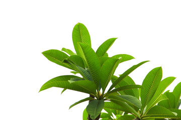 green leaf or tree branch isolated on white background.