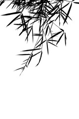 Obraz premium Silhouette isolated tree dry branches with white background.