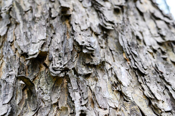 Texture of old tree bark. Natural treecreeper background.