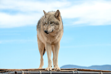 Mexican Grey Wolf