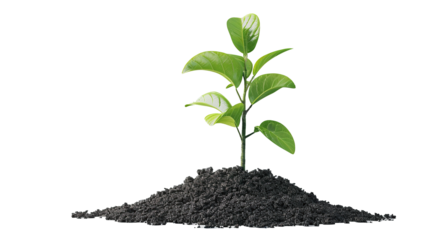 Young plant of pomelo in soil humus. Transparent, isolated on white.