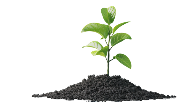 Young plant of pomelo in soil humus. Transparent, isolated on white.