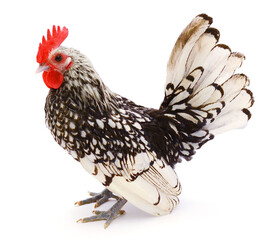 Sebright chicken in front of white background
