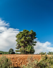 Obraz premium Large pine tree against a bright blue sky