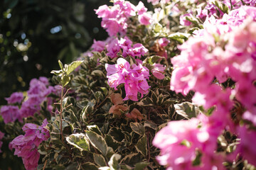 Beautiful pink flowers in sunlight