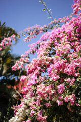 A large bush with pink flowers against a blue sky. Beautiful background with flowers