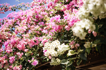 White and pink flowers against the sky.