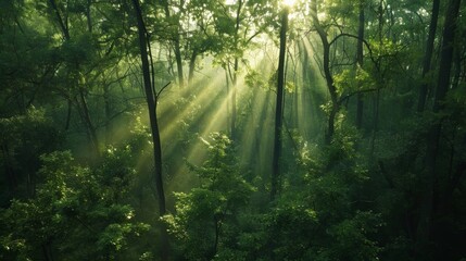 Obraz premium Ethereal early morning scene in a dense forest with sunlight filtering through mist and highlighting the lush undergrowth.