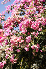 Pink flowers on a tree close-up. Beautiful flowering bush on a blue sky
