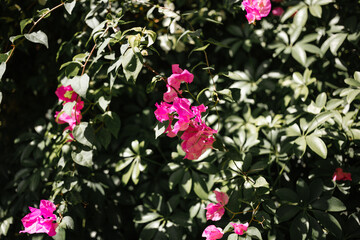 Pink flowers on a green background