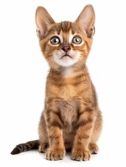 Abyssinian An active Abyssinian kitten, showcasing its distinct ticked coat and curious gaze, isolated on white background.