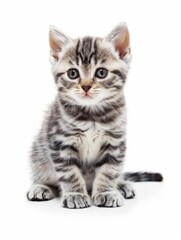American Shorthair An American Shorthair kitten, robust and healthy, with a friendly demeanor and good looks, isolated on white background.