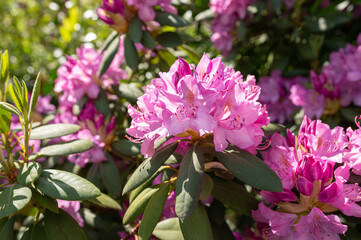 Pinkfarbener Rhododendron in voller Blüte im Sommer