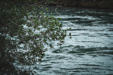 water flowing into the forest