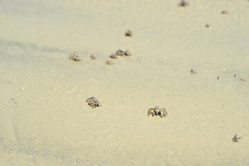 Tropical crabs on African beach running and digging holes under the sand